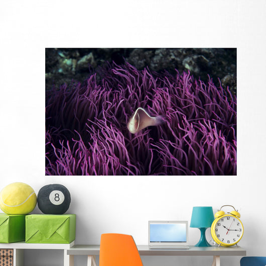Indonesia, Pink Anenome fish in sea Anenome Wall Mural