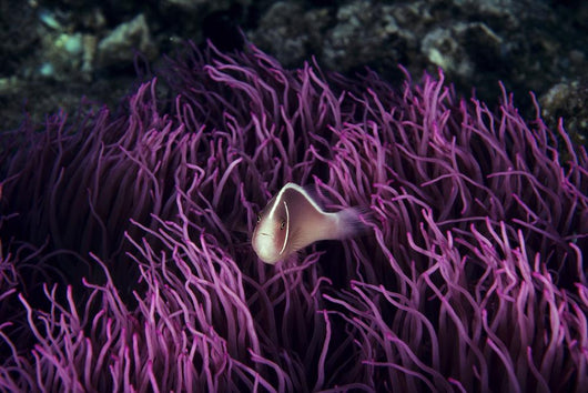 Indonesia, Pink Anenome fish in sea Anenome Wall Mural