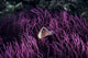 Indonesia, Pink Anenome fish in sea Anenome Wall Mural