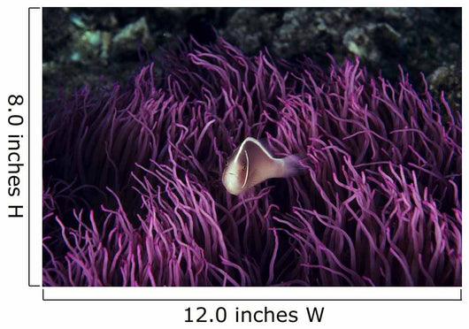 Indonesia, Pink Anenome fish in sea Anenome Wall Mural