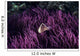 Indonesia, Pink Anenome fish in sea Anenome Wall Mural