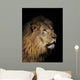 Closeup of lion head, black background Wall Mural