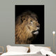 Closeup of lion head, black background Wall Mural