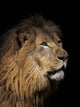 Closeup of lion head, black background Wall Mural