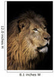 Closeup of lion head, black background Wall Mural