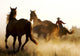Wrangler Herding Wild Horses Wall Mural