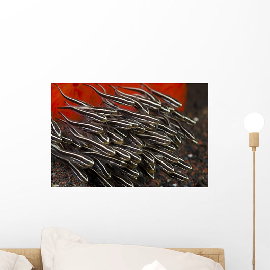 Indonesia, Bali, School of Striped Catfish Wall Mural
