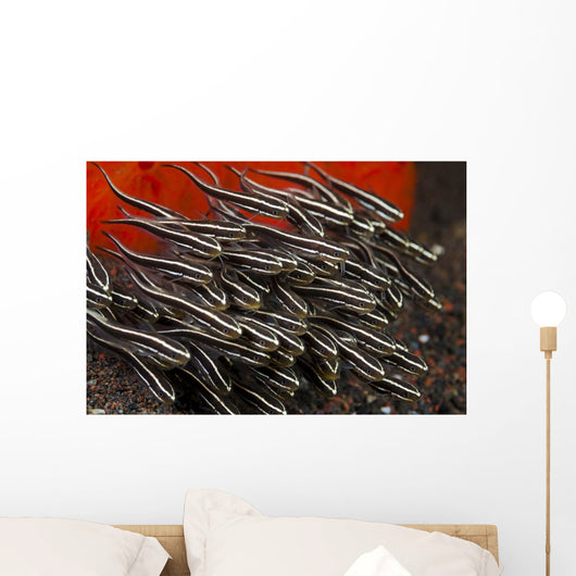 Indonesia, Bali, School of Striped Catfish Wall Mural