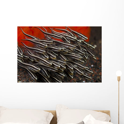 Indonesia, Bali, School of Striped Catfish Wall Mural