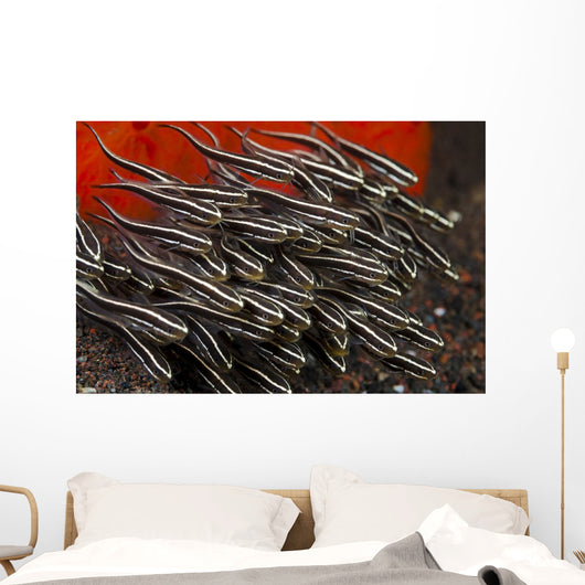 Indonesia, Bali, School of Striped Catfish Wall Mural