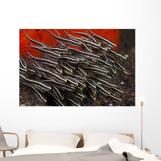 Indonesia, Bali, School of Striped Catfish Wall Mural