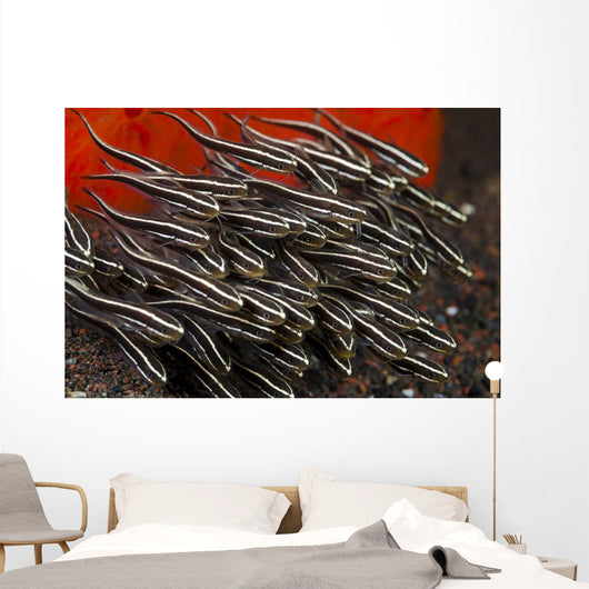 Indonesia, Bali, School of Striped Catfish Wall Mural