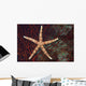 Fiji, Seastar on gorgonian coral Wall Mural