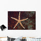 Fiji, Seastar on gorgonian coral Wall Mural