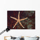 Fiji, Seastar on gorgonian coral Wall Mural