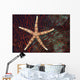 Fiji, Seastar on gorgonian coral Wall Mural