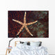Fiji, Seastar on gorgonian coral Wall Mural