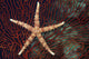 Fiji, Seastar on gorgonian coral Wall Mural