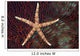 Fiji, Seastar on gorgonian coral Wall Mural
