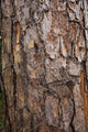 tree surface Wall Mural