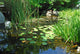 Pond in a Japanese Garden Wall Mural