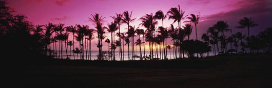 Tropical sunset with magenta sky and palm trees in Kapalua Bay Wall Mural
