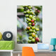 Coffee growing in the highlands of Ethiopia Wall Mural