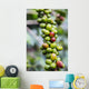 Coffee growing in the highlands of Ethiopia Wall Mural