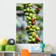 Coffee growing in the highlands of Ethiopia Wall Mural