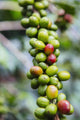 Coffee growing in the highlands of Ethiopia Wall Mural