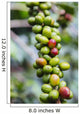 Coffee growing in the highlands of Ethiopia Wall Mural