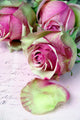 Rosen auf altem Brief Wall Mural
