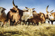 Herded cattle in the Western highlands Wall Mural