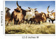 Herded cattle in the Western highlands Wall Mural