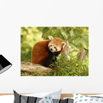 Portrait Red Panda shown on a wall