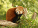 Portrait Red Panda