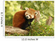 Portrait Red Panda