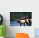 Bull Roosevelt Elk bugling with two cows Wall Mural
