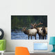 Bull Roosevelt Elk bugling with two cows Wall Mural