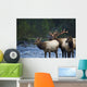 Bull Roosevelt Elk bugling with two cows Wall Mural