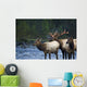 Bull Roosevelt Elk bugling with two cows Wall Mural