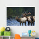 Bull Roosevelt Elk bugling with two cows Wall Mural