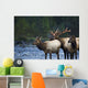 Bull Roosevelt Elk bugling with two cows Wall Mural