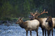 Bull Roosevelt Elk bugling with two cows Wall Mural