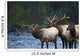 Bull Roosevelt Elk bugling with two cows Wall Mural