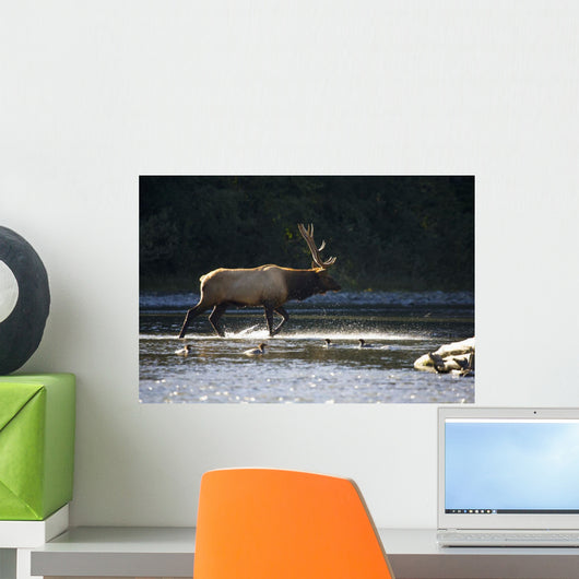 Bull Roosevelt elk crossing river with mergansers in the foreground Wall Mural