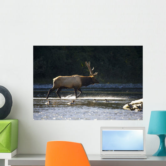 Bull Roosevelt elk crossing river with mergansers in the foreground Wall Mural