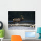 Bull Roosevelt elk crossing river with mergansers in the foreground Wall Mural