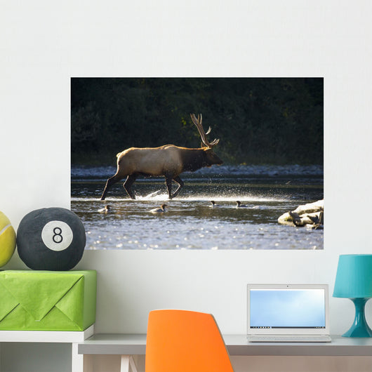 Bull Roosevelt elk crossing river with mergansers in the foreground Wall Mural