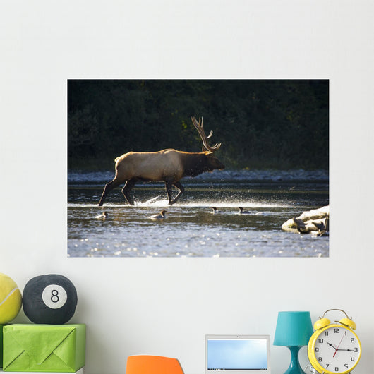 Bull Roosevelt elk crossing river with mergansers in the foreground Wall Mural